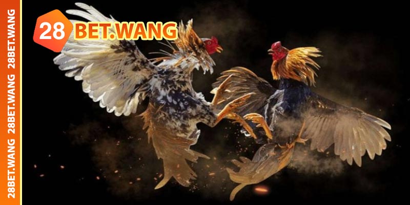 Giới thiệu sảnh đá gà 28BET