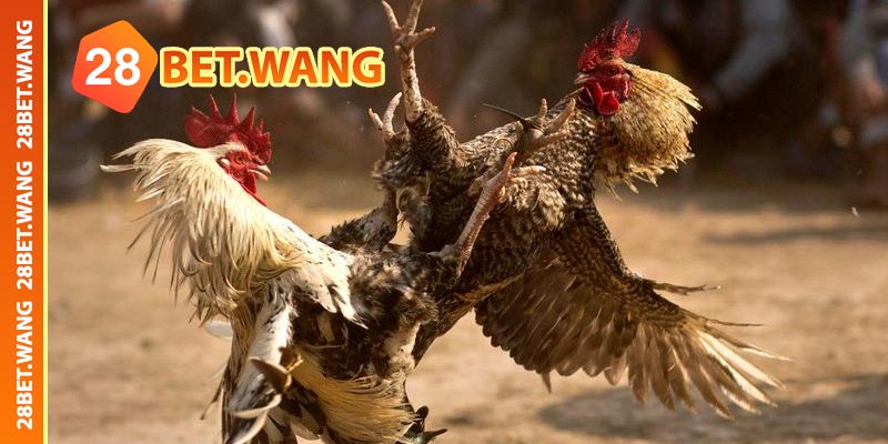 Kinh nghiệm tham gia cá cược đá gà 28BET